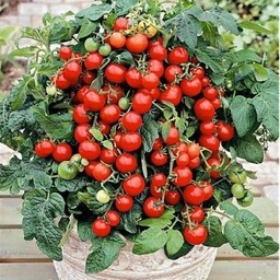 [P7900383] Tomate cerise Bajaja
 Plant en pot de 8X8 cm