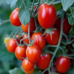 [P7901083] Tomate cerise Christmas grapes
 Plant en pot de 8X8 cm