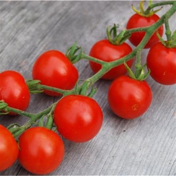 [P7901683] Tomate cerise Gardener's Delight
 Plant en pot de 8X8 cm