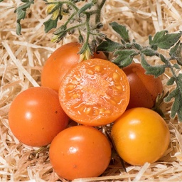 [P7950283] Tomate cerise jaune Ambrosia orange
 Plant en pot de 8X8 cm