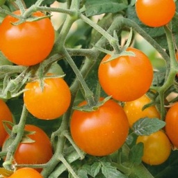 [P7950883] Tomate cerise jaune Clémentine
 Plant en pot de 8X8 cm