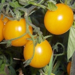 [P7951083] Tomate cerise jaune Gold Nugget
 Plant en pot de 8X8 cm