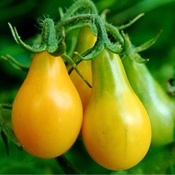 [P7952383] Tomate cerise jaune Yellow Submarine
 Plant en pot de 8X8 cm