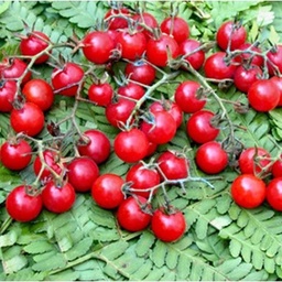 [P7904083] Tomate cerise Matt's Wild Cherry
 Plant en pot de 8X8 cm