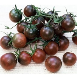 [P7970083] Tomate cerise noire Black Cherry
 Plant en pot de 8X8 cm