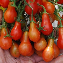 [P7911583] Tomate cerise Red Dwarf Romanian
 Plant en pot de 8X8 cm