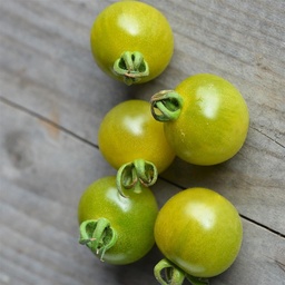 [P7976583] Tomate cerise verte Green Doktor Frosted
 Plant en pot de 8X8 cm