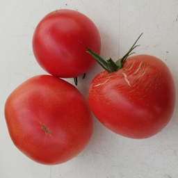 [P7808283] Tomate Charnue de Huy
 Plant en pot de 8X8 cm