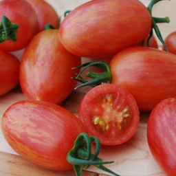 [P7980883] Tomate cocktail Maglia rosa
 Plant en pot de 8X8 cm