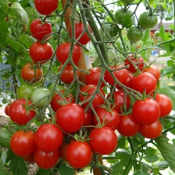[P7981083] Tomate cocktail Miel du Mexique
 Plant en pot de 8X8 cm