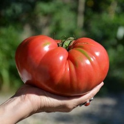 [P7813283] Tomate Couille de taureau
 Plant en pot de 8X8 cm