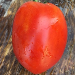 [P7819483] Tomate Giant pear
 Plant en pot de 8X8 cm
