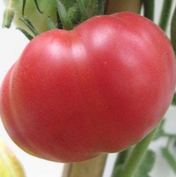 [P7819983] Tomate Gloire de Wilrijk
 Plant en pot de 8X8 cm