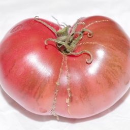 [P7820083] Tomate Gregori's Altaï
 Plant en pot de 8X8 cm