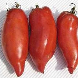 [P7821083] Tomate Howard Paste
 Plant en pot de 8X8 cm