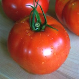 [P7821583] Tomate Ingegnoli Gigente Liscio
 Plant en pot de 8X8 cm