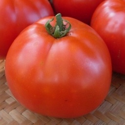 [P7824383] Tomate Manitoba
 Plant en pot de 8X8 cm