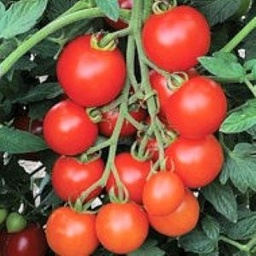 [P7830491] Tomate Mountain Crush F1
 Plant en pot de 9X9 cm