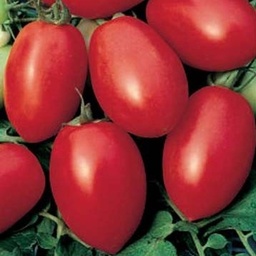 [P7837783] Tomate Roma
 Plant en pot de 8X8 cm