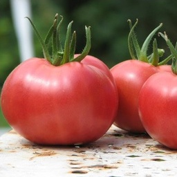 [P7838083] Tomate Rose de Berne
 Plant en pot de 8X8 cm