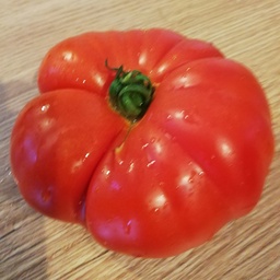 [P7838383] Tomate Rouge de Namur
 Plant en pot de 8X8 cm