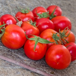 [P7843583] Tomate Sub Artic Plenty
 Plant en pot de 8X8 cm