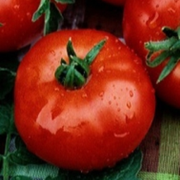 [P7845583] Tomate Suzy
 Plant en pot de 8X8 cm