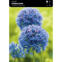 [BU001011V] Allium Caeruleum