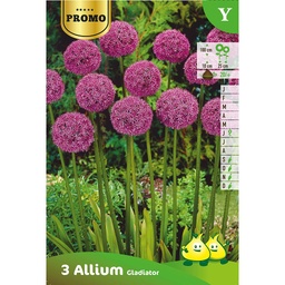 [BU001022P] Allium Gladiator