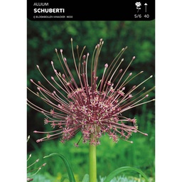 [BU001050V] Allium Schubertii