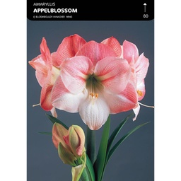 [BU002015V] Amaryllis Apple Blossom