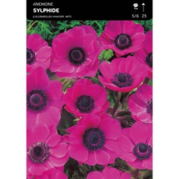 [BU004026V] Anemone Sylphide