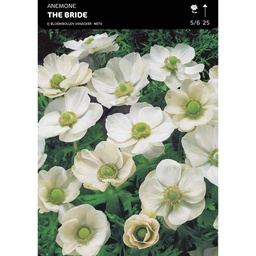 [BU004027V] Anemone The Bride