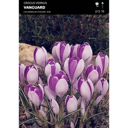 [BU020014V] Crocus À Grandes Fleurs Vanguard