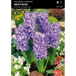 [BU046011V] Jacinthe Pour Jardin Delft Blue