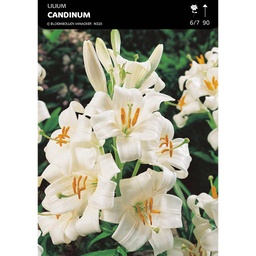 [BU052014V] Lis Candidum