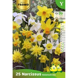 [BU059001P] Narcisse Botanique .