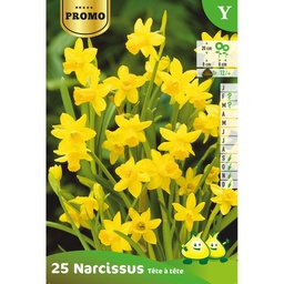 [BU059044P] Narcisse Botanique Tête-À-Tête