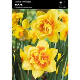 [BU061025V] Narcisse Double Texas
