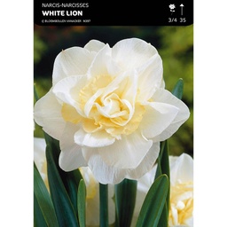 [BU061028V] Narcisse Double White Lion