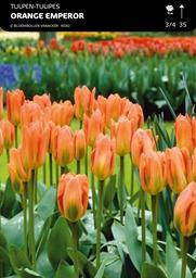 [BU082012V] Tulipe Botanique, Fosteriana   Orange Emperor