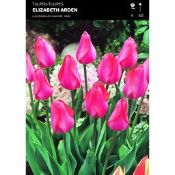 [BU088016V] Tulipe Darwin Elizabeth Arden