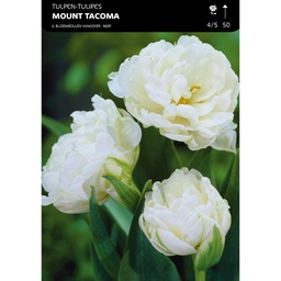 [BU091046V] Tulipe Double Mount Tacoma
