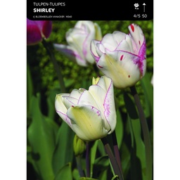 [BU091053V] Tulipe Double Shirley