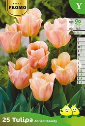 [BU099002P] Tulipe Simple Hâtive Apricot Beauty