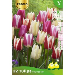 [BU078040P] Tulipe Surprise