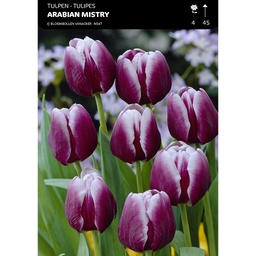[BU103009V] Tulipe Triomphe Arabian Mistery