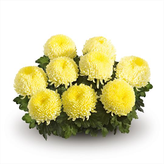 Chrysanthème jaune | Ets Horticoles Flamand