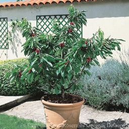 [FR4978] Cerisier touffe  Delbard Garden Bing® 10 L