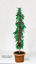 [FR3512] Cerisier Colonne 100-150  Delbard Shangaï® 7,5 L